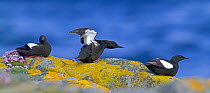 Black guillemots {Cepphus grylle} Shetland, Scotland.