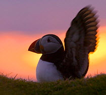 Puffin flapping wings at sunset {Fratercula arctica} Shetland, Scotland.