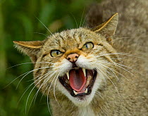 Wild cat snarling {Felis silvestris} Scotland. Captive