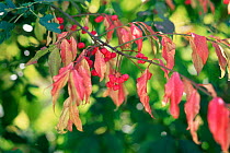 Spindle berries and red leaves in autumn {Euonymus europaeus} UK.