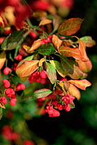 Spindle berries and red leaves in autumn {Euonymus europaeus} UK