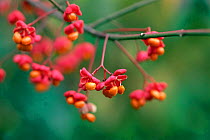 Spindle berries in autumn {Euonymus europaeus} UK.