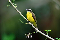 Social flycatcher {Myiozetetes similis} Tortugero NP, Costa Rica