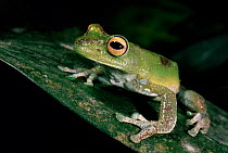 Tree frog {Hyla pellucens} Mindo Cloud Forest, Ecuador