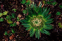 Plant on the paramo {Valeriana rigiola} Cajas NP, Andes, Ecuado