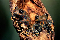 Male Strawberry tree frogs {Hyla pantosticta} Cloud forest (2500m) Ecuador