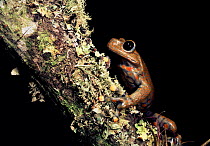 Male Strawberry tree frog {Hyla pantosticta} Cloud forest (2500m) Ecuador