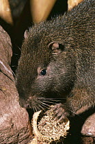 Brown's hutia {Geocapromys brownii} captive, from Jamaica, vulnerable species