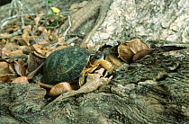 Furrowed wood turtle {Rhinoclemmys areolata} Mexico
