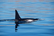 Killer whale {Orcinus orca} Gulf of California, Mexico