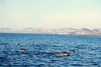 Common dolphins {Delphinus delphis} Gulf of California, Mexico