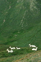 Dall sheep {Ovis dalli} Kluane NP, Yukon, Canada
