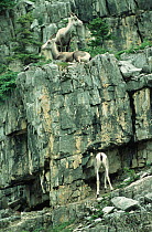 Stone sheep on cliff {Ovis dalli stony} Stone Mountains, British Columbia, Canada