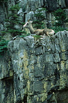 Stone sheep on cliff {Ovis dalli stony} Stone Mountains, British Columbia, Canada