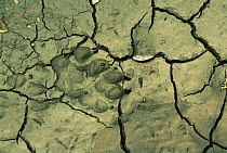 Grey wolf tracks in dried mud {Canis lupus} Yukon, Canada