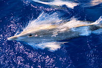 Atlantic spotted dolphin bow-riding {Stenella frontalis} Bahamas, Atlantic.
