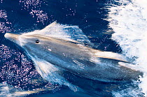 Atlantic spotted dolphin bow-riding {Stenella frontalis} Bahamas, Atlantic
