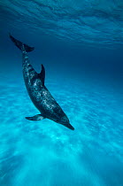 Atlantic spotted dolphin underwater {Stenella frontalis} Bahamas, Atlantic.