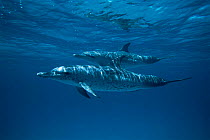 Pair of Atlantic spotted dolphins underwater {Stenella frontalis} Bahamas