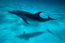 Atlantic spotted dolphin and shadow on seabed {Stenella frontalis} Bahamas