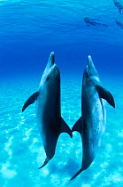 Pair of Atlantic spotted dolphins underwater {Stenella frontalis} Bahamas