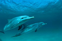 Pair of Atlantic spotted dolphins underwater {Stenella frontalis} Bahamas, Atlantic.