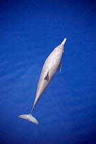 Eastern spinner dolphin {Stenella longirostris orientalis} Pacific.