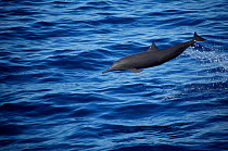 Eastern spinner dolphin porpoising {Stenella longirostris orientalis} Pacific