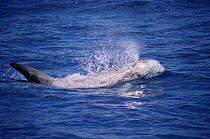 Risso's dolphin {Grampus griseus} Monterey Bay, California, USA.