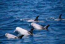 Risso's dolphins {Grampus griseus} Monterey Bay, California, USA.