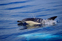 Common dolphin surfacing {Delphinus delphis} Azores