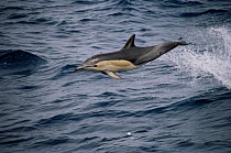 Common dolphin leaping {Delphinus delphis} Azores