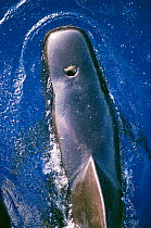 Blowhole of Short finned pilot whale {Globicephala macrorhynchus} Atlantic