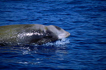 Cuvier's beaked whale surfacing {Ziphius cavirostris} Mediterranean.
