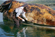 Collecting sample from beached Grey whale, San Simeon, California, USA.