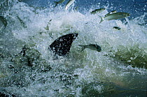 Fish chased into shore by Bottlenose dolphins strand feeding at salt marsh, SE USA