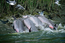 Bottlenose dolphins hunt fish by strand feeding at salt marsh {Tursiops truncatus} SE USA