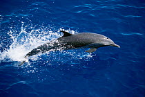 Pantropical spotted dolphin porpoising {Stenella attenuata} Pacific