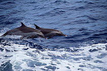 Pantropical spotted dolphins porpoising {Stenella attenuata} Atlantic