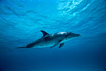 Atlantic spotted dolphin underwater {Stenella frontalis} Bahamas, Atlantic