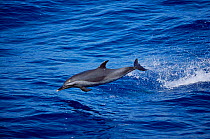 Pantropical spotted dolphin jumping {Stenella attenuata} Atlantic, Gulf of Mexico
