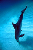 Atlantic spotted dolphin using echo-location to find fish in sand, Atlantic.