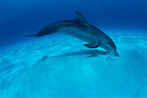 Atlantic spotted dolphin foraging for razor fish in seabed sand, Bahamas