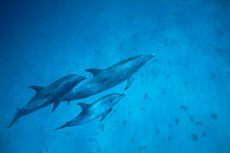 Three Atlantic spotted dolphins underwater {Stenella frontalis} Bahamas