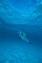 Atlantic spotted dolphin underwater {Stenella frontalis} Bahamas
