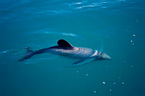Hector's dolphin surfacing {Cephalorhynchus hectori} Kaikoura, New Zealand