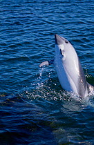 Peale's dolphin jumping {Lagenorhynchus australis} Stanley Harbour, Falkland Is,