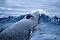 Antarctic minke whale surfacing {Balaenoptera bonaerensis} Antarctica