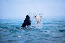 Leopard seal {Hydrurga leptony} beheading Chinstrap penguin, Antarctica.