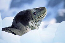 Leopard seal {Hydrurga leptony} on ice floe, Antarctica